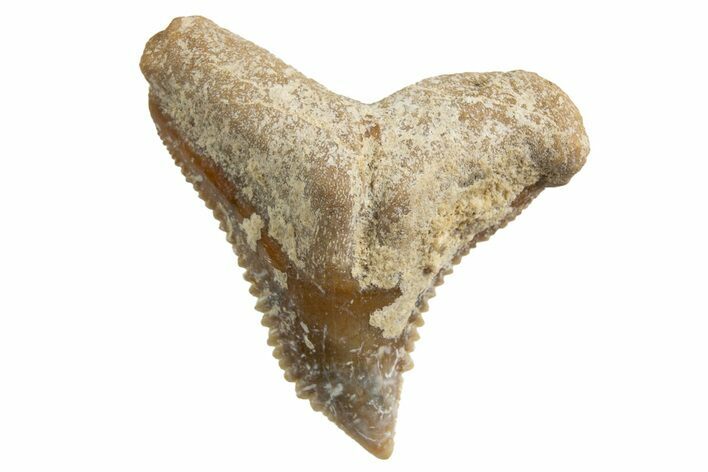 Tiger Shark (Galeocerdo Eaglesomi) Tooth - Dakhla, Morocco #327048